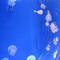 IMG_6573.JPG