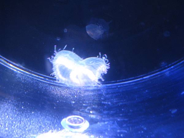 IMG_6575.JPG