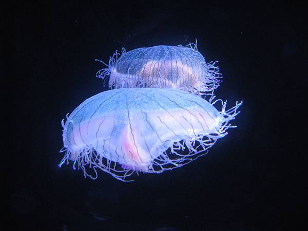 IMG_6577.JPG