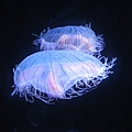IMG_6577.JPG