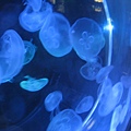 IMG_6578.JPG