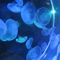 IMG_6579.JPG