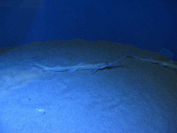 IMG_6580.JPG