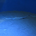 IMG_6580.JPG
