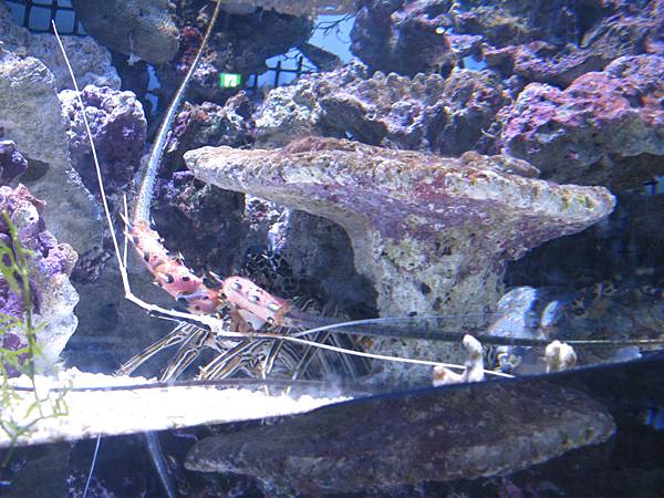 IMG_6581.JPG