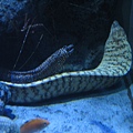 IMG_6586.JPG