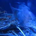 IMG_6592.JPG