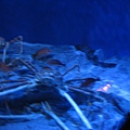 IMG_6594.JPG