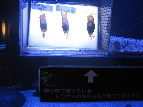 IMG_6596.JPG