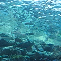 IMG_6601.JPG