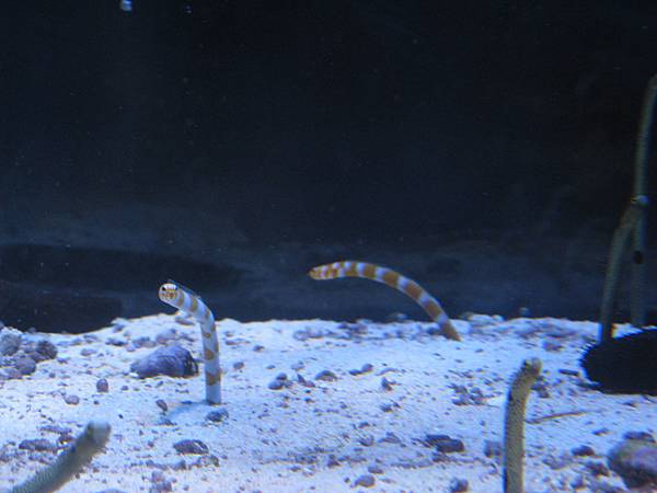 IMG_6611.JPG