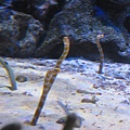 IMG_6616.JPG