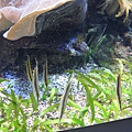 IMG_6619.JPG