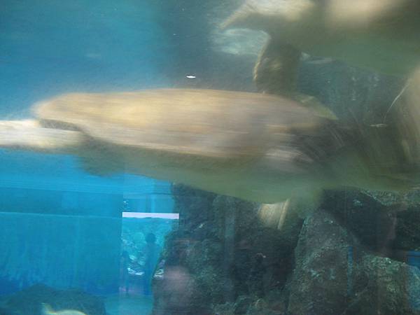 IMG_6623.JPG