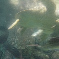 IMG_6625.JPG