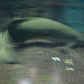 IMG_6633.JPG