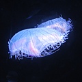 IMG_6576.JPG