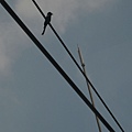 IMG_4451.JPG