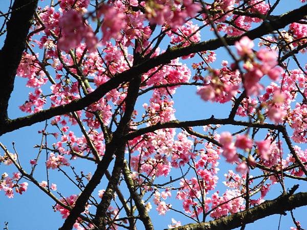 公園某處的山櫻花