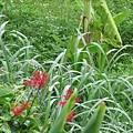 IMG_4466.JPG
