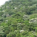 山上的桐花1