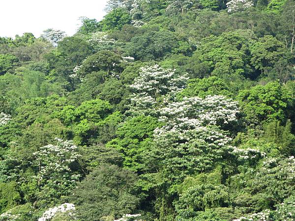 山上的桐花5