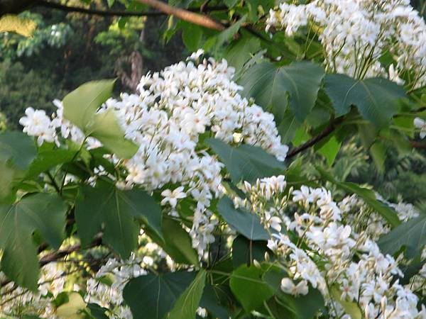 桐花公園2