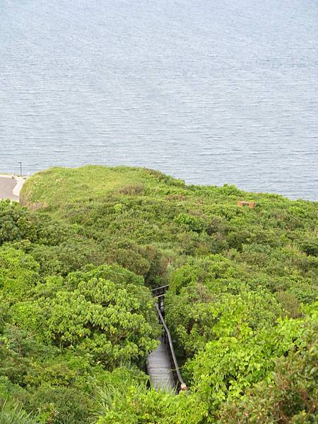 隱藏在樹林中的步道