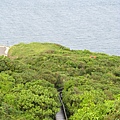 隱藏在樹林中的步道