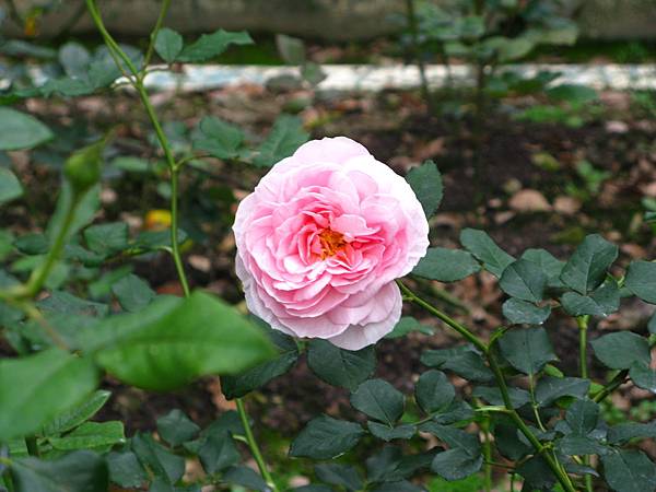 IMG_3703.JPG