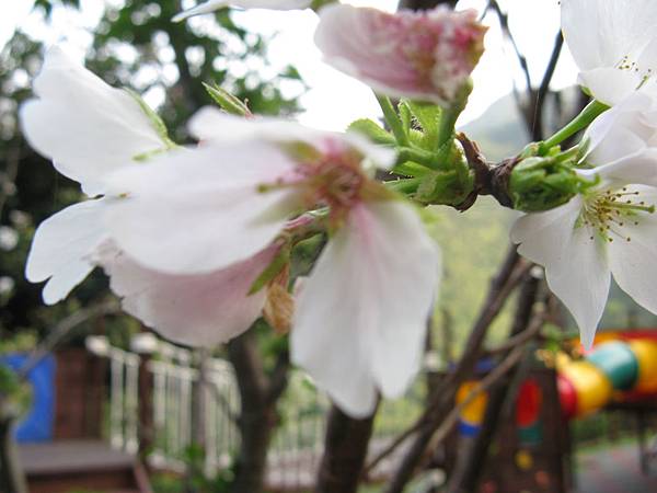 運動設施旁的櫻花 12