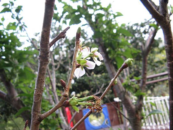 運動設施旁的櫻花 13