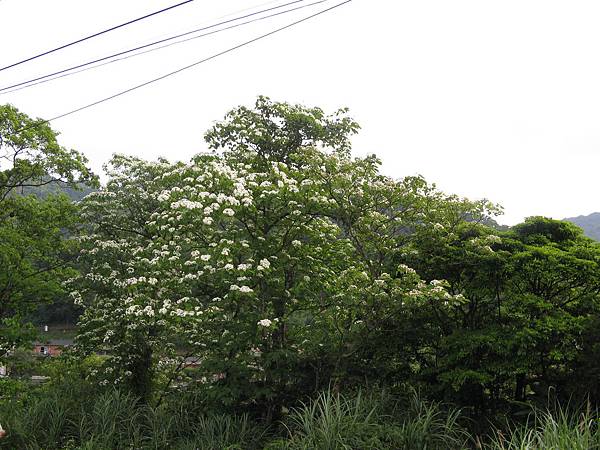 桐花樹