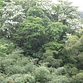 賞桐平台遠眺 2