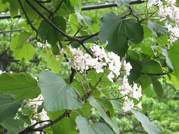 桐花公園小平台近拍 1