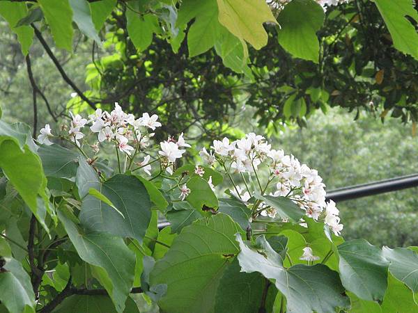 桐花公園小平台近拍 2