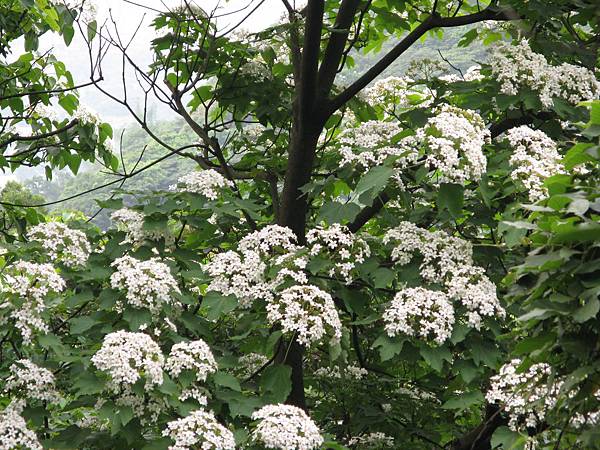 桐花公園小平台近拍 3