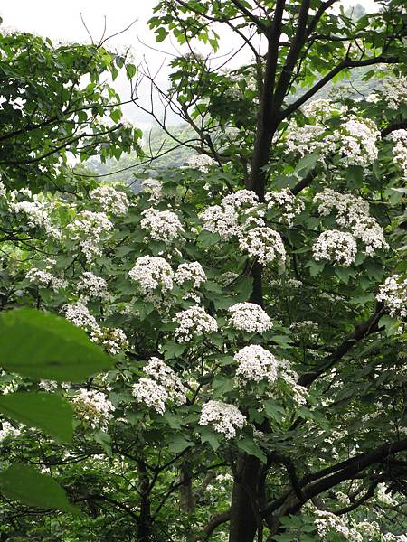 桐花公園小平台近拍 4