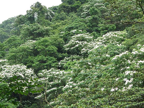 遠處山上桐花 1