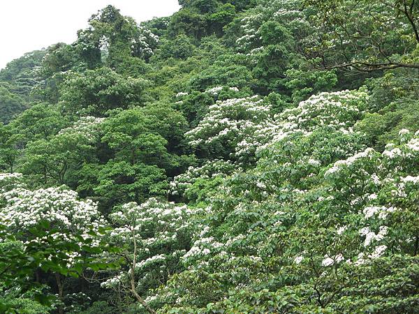 遠處山上桐花 1