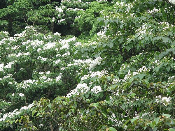 遠處山上桐花 2