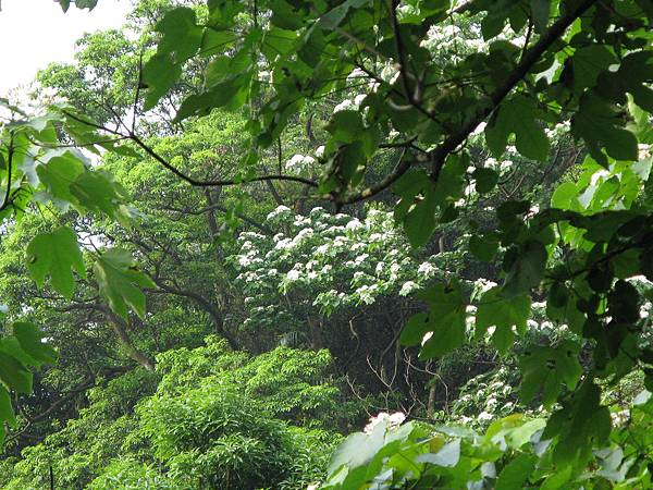 沿途路旁桐花 4