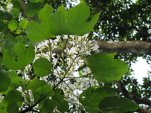 沿途路旁桐花 6