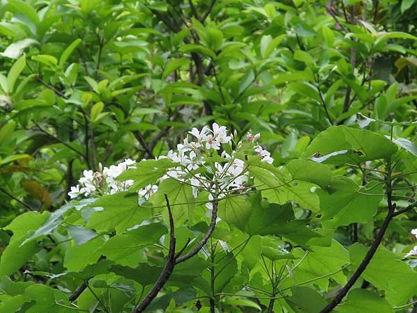 沿途路旁桐花 7