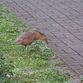 台大大笨鳥．黑冠麻鷺 1