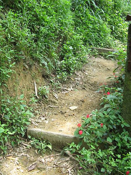 踏雪小徑看來是山路，時間根本不夠的狀況下就沒往上走了，反正也沒桐花了…