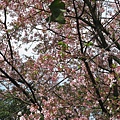 吉野櫻 15