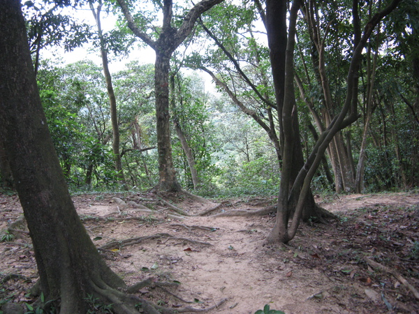 遇到岔路，該向左走？向右走？