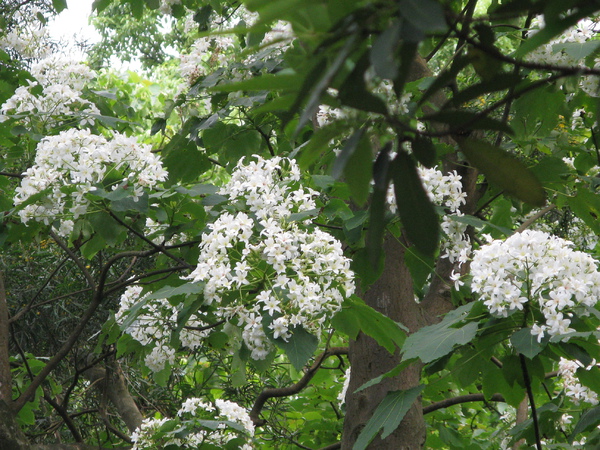 沿途路旁桐花 1