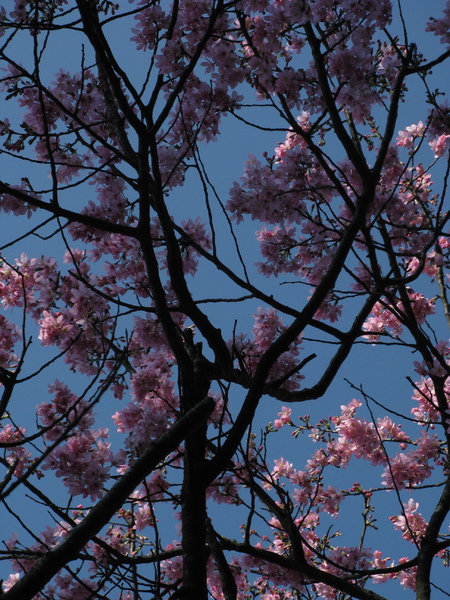 迷路狀態下還是繼續拍山櫻花 4
